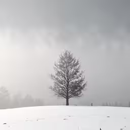 the lone tree is covered in snow as the storm rolls in