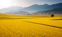 yellow field with mountain in distance with sun shining on the horizon