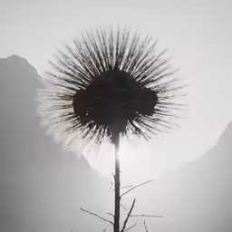 a flower with the sun peeking in behind it