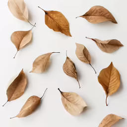 a group of several large leaf shaped objects