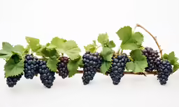 the fruit is lined up on the branch and ready to be picked