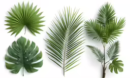 four green leaves on white background