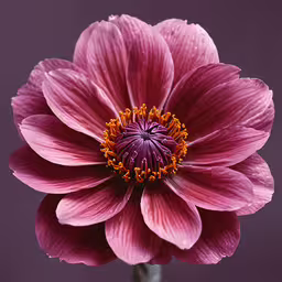 a large flower is opened to show the petals,a large pink flower with one center blooming
