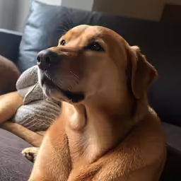 the dog has a large smile as it lays down on the couch