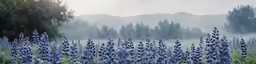 a blurry photo of purple and green flowers in front of a forest