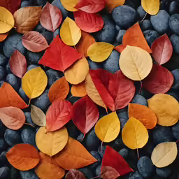 a pile of red, yellow and orange leaves