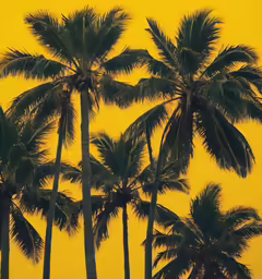 the tall palm trees against a yellow sky