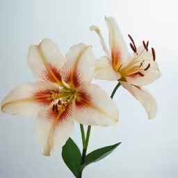 two flowers, one white with orange center and one light yellow with red on it