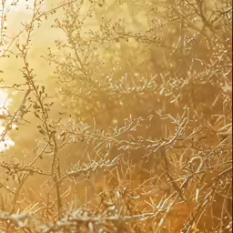 a close up image of a plant in the wild