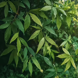 close - up of leaves and the tops of trees