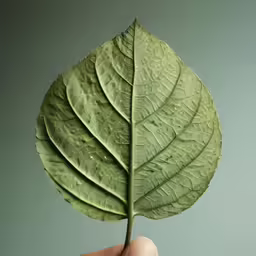 a leaf being held in the shape of a human hand