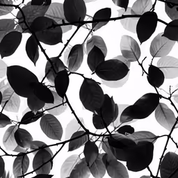 leaves in the sky by some branches