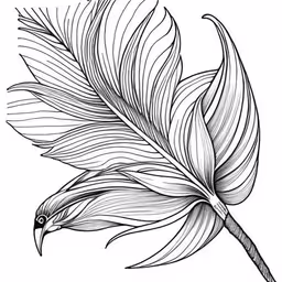 the long feathers of a tropical bird are shown in black and white,a single feathered bird is standing next to a large leaf