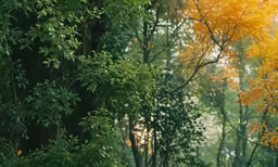 an umbrella on a sidewalk surrounded by trees