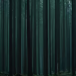 the dark green forest has a lot of trees in it