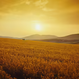 a couple is walking across a field of mustard flowers