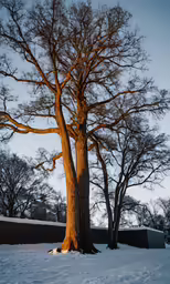 two tall trees are standing next to each other