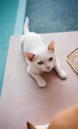 a white cat sitting on a mat next to a swimming pool