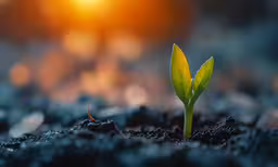 a plant sprouts from the soil and sits in front of a setting sun