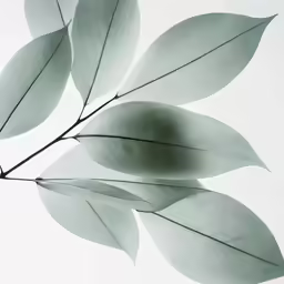 some very pretty green leaves against a white sky