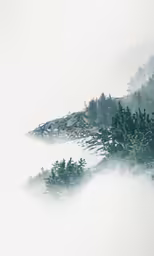 some snow trees and white sky and fog