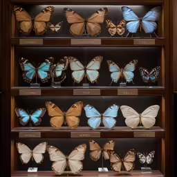 a case with a lot of beautiful butterflies on it