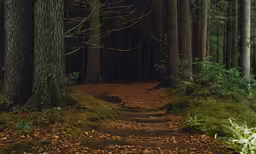 a path in a forest is surrounded by trees