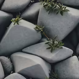 a plant growing on top of many rocks