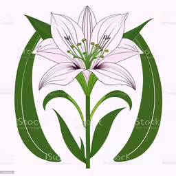 a white lily in the circle with two leaves and buds royalty illustration,a white lily flower is in the middle of a circle with green stems