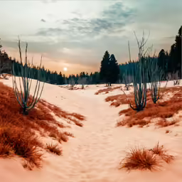 a snowy road going through a field in the woods
