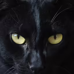 a black cat with yellow eyes looks straight ahead