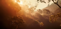 sunlight shining on the trees in a misty forest