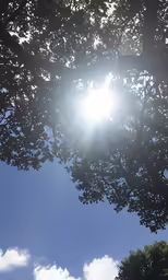 the sun shines brightly on a sunny day
