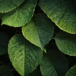 water droplets form on leaves to create a background
