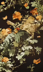 a photo of leaves and a large umbrella