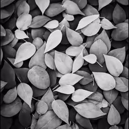 many small leaves are arranged in a black and white photo