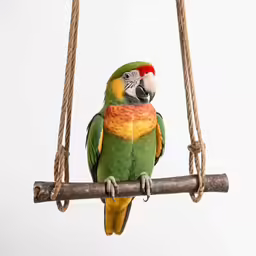 a green and yellow parrot sitting on top of a wooden swing