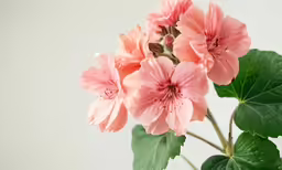 a pink geranis is displayed on a glass vase
