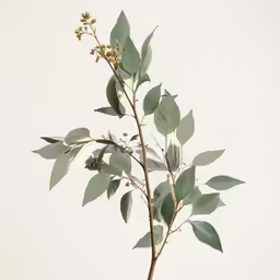 an plant with large leaves is in a vase