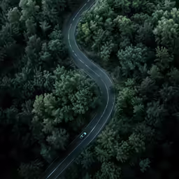 the curve of a road is in between many trees