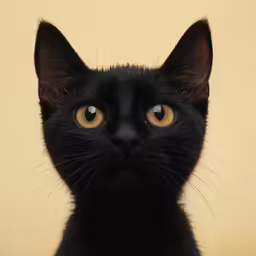 a black cat looking off into the distance