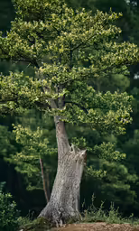a tree in a field near a wooded area
