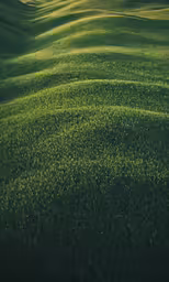 sunlight is shining on a grassy slope with trees