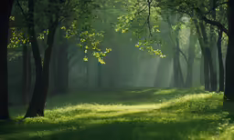 sunlight rays shining through the trees in a park