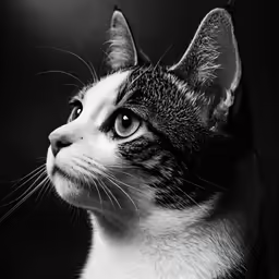 this black and white photo features a cat that looks to be looking forward