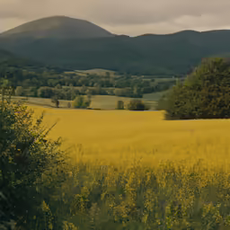 there is some grass with mountains in the background