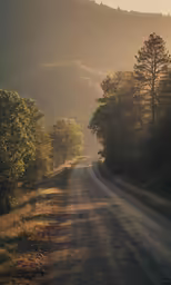 a dirt road leading into the sun in the woods