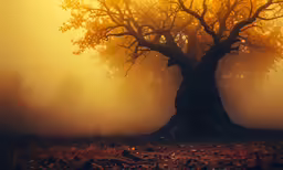 an old tree stands in the middle of foggy forest