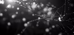 a plant with some water drops on it