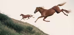 two brown horses are galloping on a grassy hill